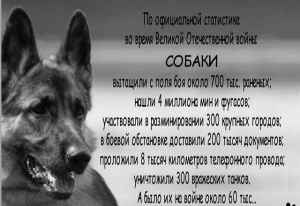 «Четвероногие солдаты. Собаки — герои» — час памяти