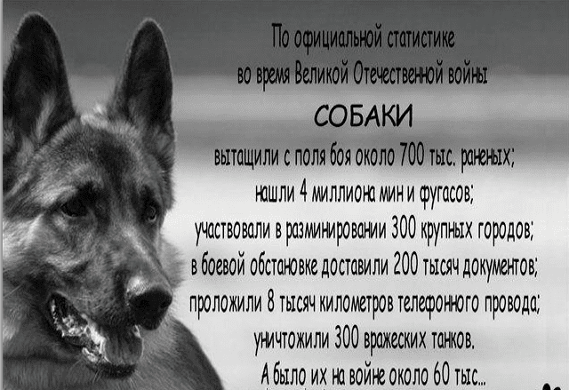 «Четвероногие солдаты. Собаки — герои» — час памяти