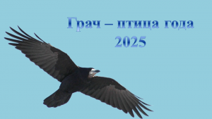 «Грач — птица весенняя» — экологический час