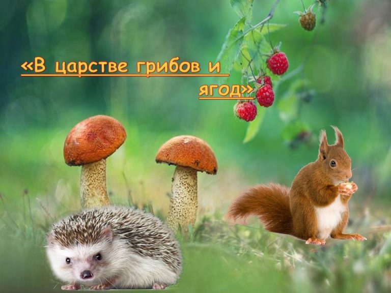 «В царстве грибов и ягод» — экологический час