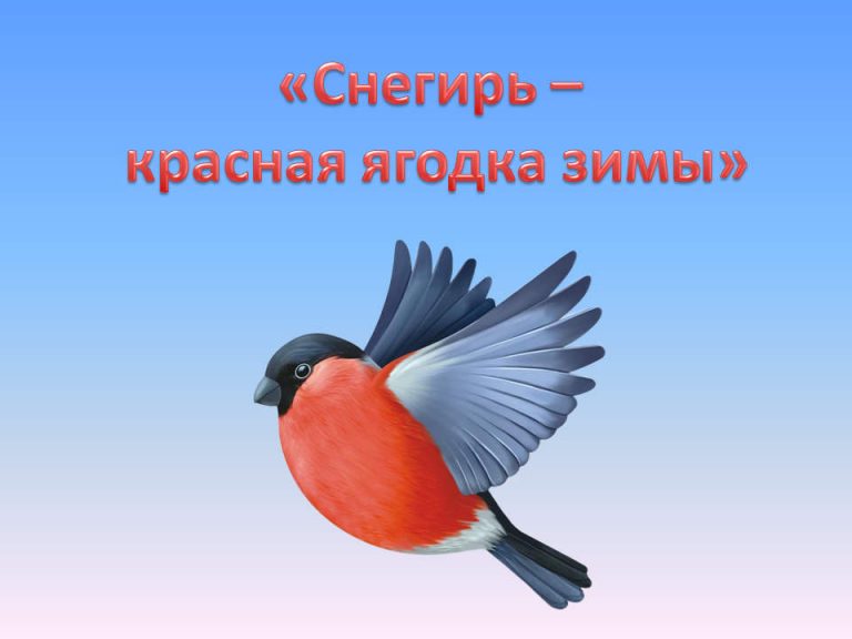  «Снегирь — красная ягодка зимы. Лепим из пластилина» — экочас