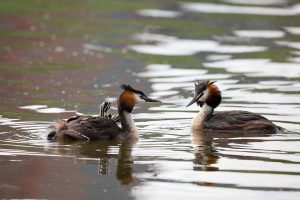 «Чомга – птица года 2026» — межрегиональный конкурс