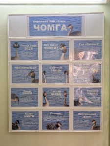 «Чомга – птица 2026 года» – стенд