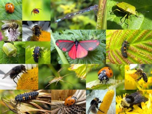 Удивительный мир насекомых